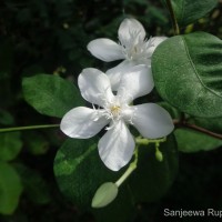 Wrightia antidysenterica (L.) R.Br.